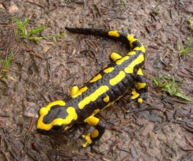 Fire Salamander