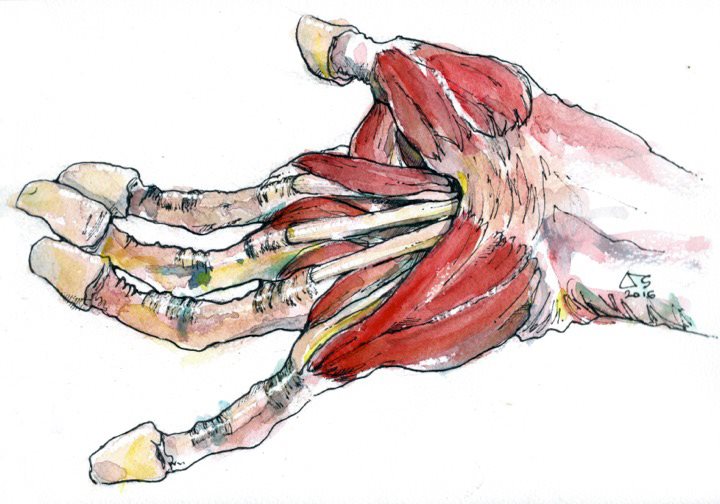 Intrinsic anatomy of the hand 